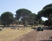 Majadahonda: Comienza el arreglo de los caminos en el Monte del Pilar y el control biológico de la procesionaria