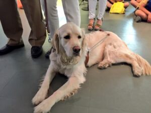 Perros guía 3