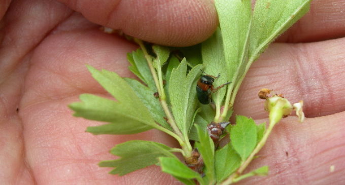 Confirmada la presencia inédita en la Comunidad de Madrid del insecto Chilotomina oberthuri, una especie endémica de la Península Ibérica