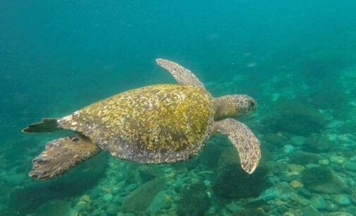 Alta Mar, acuerdo alcanzado en la ONU para proteger el océano