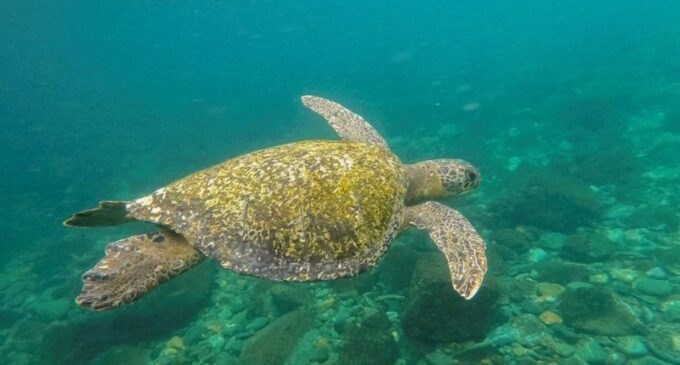 Alta Mar, acuerdo alcanzado en la ONU para proteger el océano