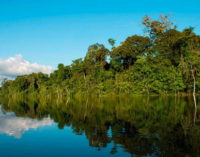 Amazonía peruana: Una de las zonas con mayor biodiversidad del planeta