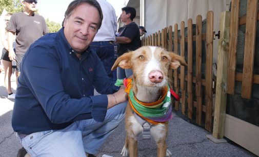 El abandono de mascotas en la Comunidad registra los valores más bajos en el primer semestre de 2016