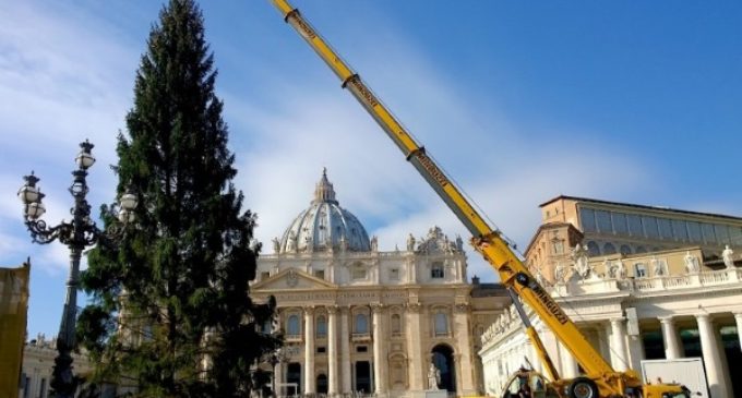 El árbol del Navidad ya está en la plaza de San Pedro