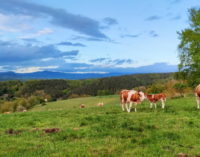 La Comunidad de Madrid aumenta las ayudas para apoyar a los jóvenes agricultores y ganaderos
