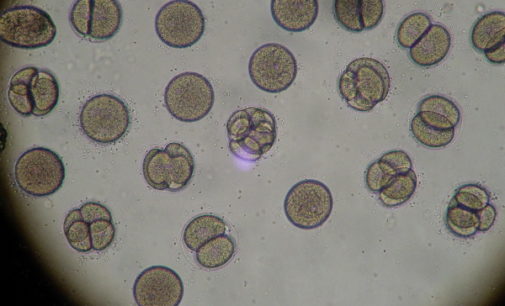 Bioética: Estudio confirma que edición genética de embriones aún no es segura