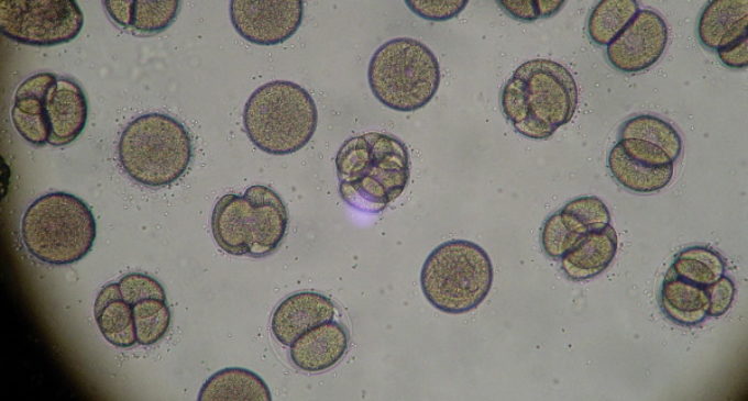 Bioética: Estudio confirma que edición genética de embriones aún no es segura