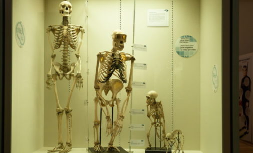 Bioética: Redes de genotipos y evolución biológica