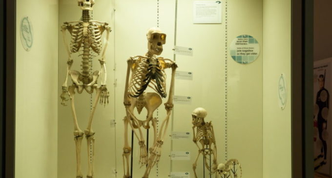 Bioética: Redes de genotipos y evolución biológica