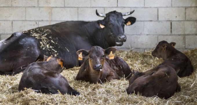 La carne de buey de Kobe se suma a la marca “M Producto Certificado”