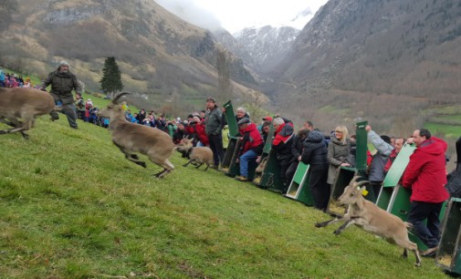 Cabras monteses del Parque Nacional de la Sierra del Guadarrama repoblarán el Pirineo francés
