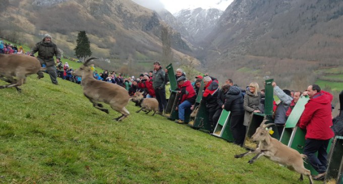 Cabras monteses del Parque Nacional de la Sierra del Guadarrama repoblarán el Pirineo francés