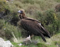 Casi sesenta buitres negros han nacido en Pirineos en diez años gracias a las reintroducciones de esta especie amenazada
