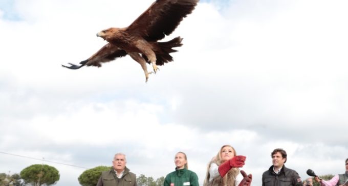 Cifuentes participa en la suelta de un águila imperial ibérica recuperada en el Centro de Animales Silvestres de la Comunidad