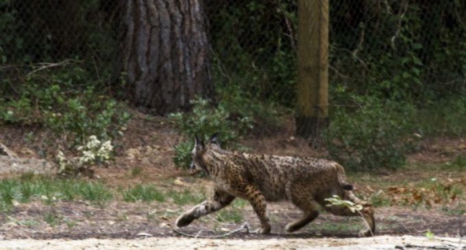 González Taboada acompaña a la Reina Doña Sofía en la recepción de una pareja de linces en el Zoo Aquarium de Madrid