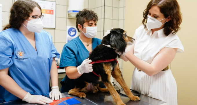 Díaz Ayuso firma un protocolo pionero en España para proteger a los animales de compañía frente al COVID-19