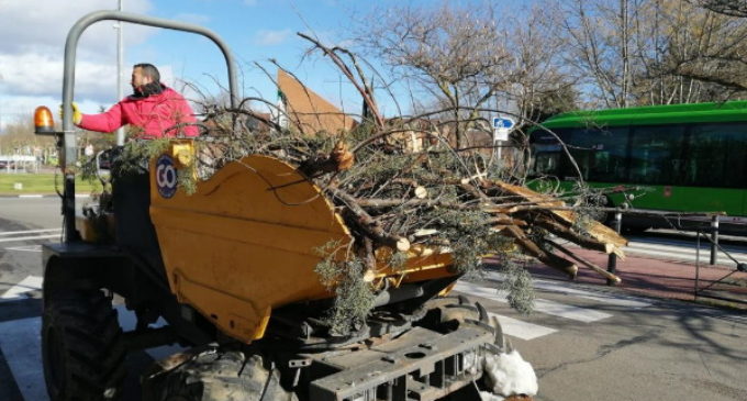 El Ayuntamiento cifra en casi 14 millones de euros los daños del arbolado de Majadahonda