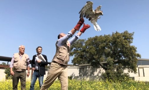 El Centro de Recuperación de Animales Silvestres de la Comunidad de Madrid atendió a más de 3.000 ejemplares en 2017