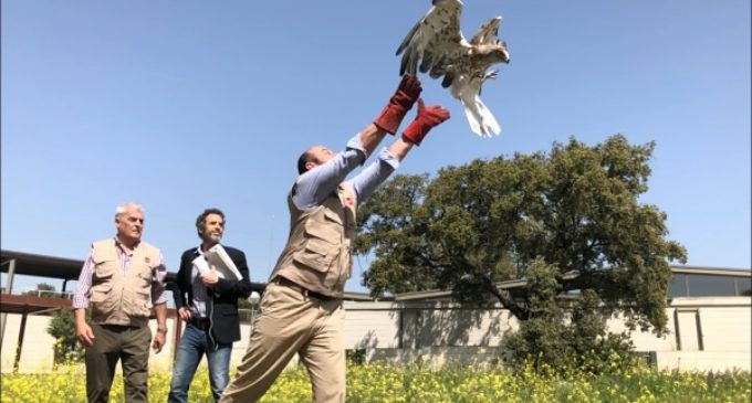 El Centro de Recuperación de Animales Silvestres de la Comunidad de Madrid atendió a más de 3.000 ejemplares en 2017