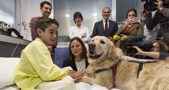 El Hospital 12 de Octubre demuestra que la terapia asistida con perros puede reducir el dolor y la ansiedad en niños ingresados en Cuidados Intensivos