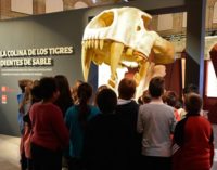El Museo Arqueológico Regional organiza talleres infantiles sobre los fósiles de la Colina de los Tigres dientes de sable