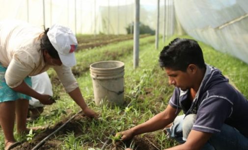 Agricultura: El Fondo Internacional financiará más proyectos para jóvenes