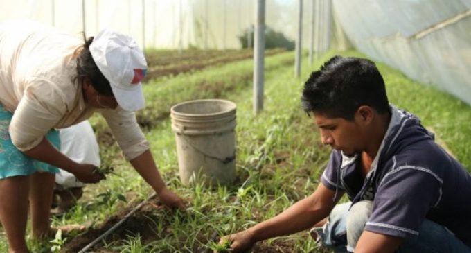 Agricultura: El Fondo Internacional financiará más proyectos para jóvenes