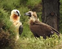 El Proyecto Monachus avanza en la recuperación del buitre negro y el quebrantahuesos en el norte ibérico