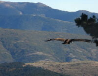 Veinte nuevos buitres negros han sido liberados y vuelan ya libres en la Sierra de la Demanda