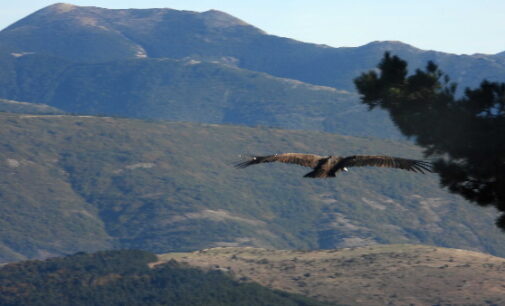 Veinte nuevos buitres negros han sido liberados y vuelan ya libres en la Sierra de la Demanda