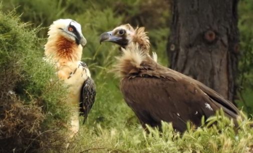 El Proyecto Monachus avanza en la recuperación del buitre negro y el quebrantahuesos en el norte ibérico