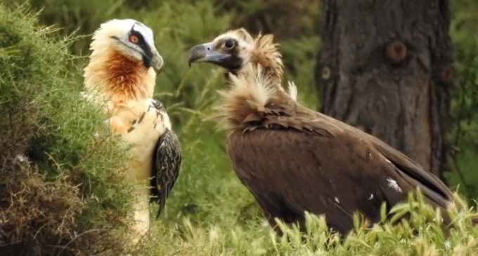 El Proyecto Monachus avanza en la recuperación del buitre negro y el quebrantahuesos en el norte ibérico