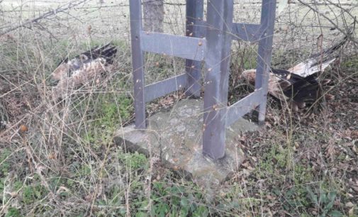 La muerte de tres águilas imperiales en la provincia de Toledo revela la amenaza que suponen los tendidos eléctricos para las aves