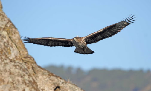El proyecto AQUILA a-LIFE registra un récord sin precedentes de nacimientos de águilas de Bonelli