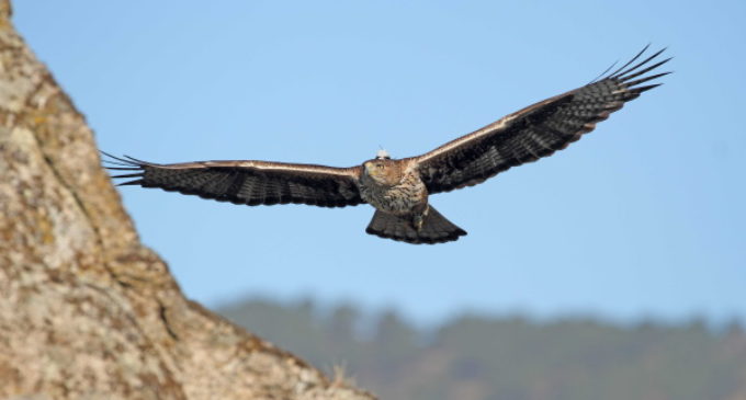 El proyecto AQUILA a-LIFE registra un récord sin precedentes de nacimientos de águilas de Bonelli