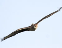 Un GPS del proyecto AQUILA a-LIFE saca a la luz la muerte por disparo de un águila de Bonelli en Granada