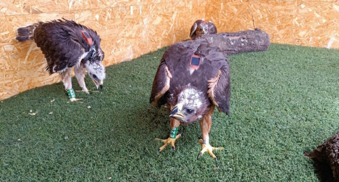Cuatro nuevas águilas de Bonelli llegan a la Sierra de Guara (Huesca) para su próxima liberación