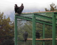 GREFA dedicará el Día de las Aves a los buitres, por su papel clave al prevenir la propagación de enfermedades
