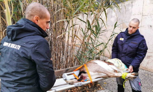 El Equipo de Rescate de GREFA atendió a más de 7.000 animales en doce meses