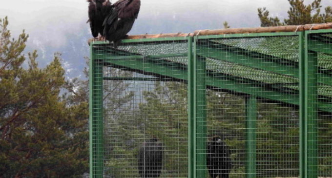 GREFA dedicará el Día de las Aves a los buitres, por su papel clave al prevenir la propagación de enfermedades