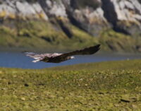 Un total de 22 pigargos europeos vuela ya en los cielos españoles