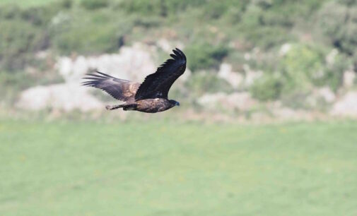 Buitre negro, águila de Bonelli, pigargo europeo, milano real y cernícalo primilla: cinco especies que marcan el trabajo de GREFA en favor de la biodiversidad