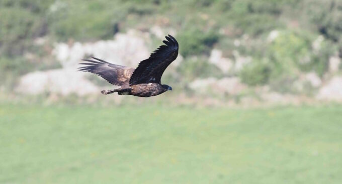 Buitre negro, águila de Bonelli, pigargo europeo, milano real y cernícalo primilla: cinco especies que marcan el trabajo de GREFA en favor de la biodiversidad