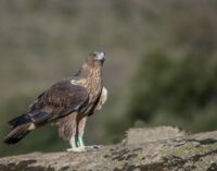 Ocho águilas de Bonelli son reintroducidas en la Comunidad de Madrid por el proyecto europeo AQUILA a-LIFE