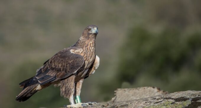 Ocho águilas de Bonelli son reintroducidas en la Comunidad de Madrid por el proyecto europeo AQUILA a-LIFE