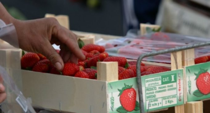 Fresas amargas: así son los asentamientos en Huelva