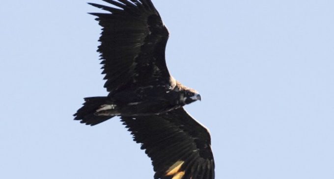 Con la suelta de 16 buitres negros se culmina la segunda liberación de la especie en la Sierra de la Demanda