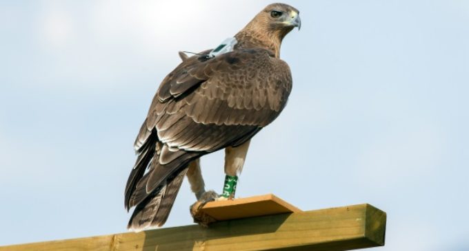 Un proyecto avalado por la UE convierte en prioritaria la conservación del águila de Bonelli