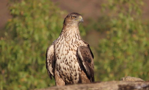 AQUILA a-LIFE y la Junta de Andalucía eliminan el ‘punto negro’ de electrocución de aves más letal de la provincia de Jaén