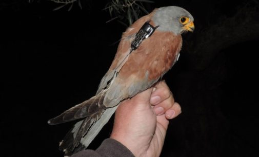 SEO/BirdLife y GREFA desvelan la migración del cernícalo primilla con todo detalle